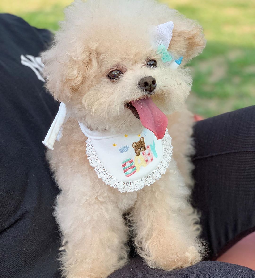 BABY Bear Bandana