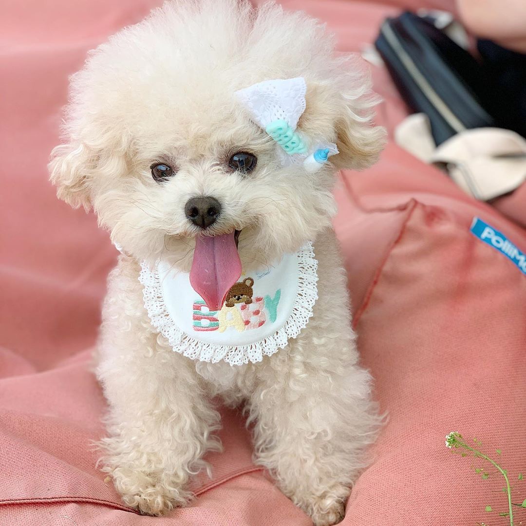 BABY Bear Bandana
