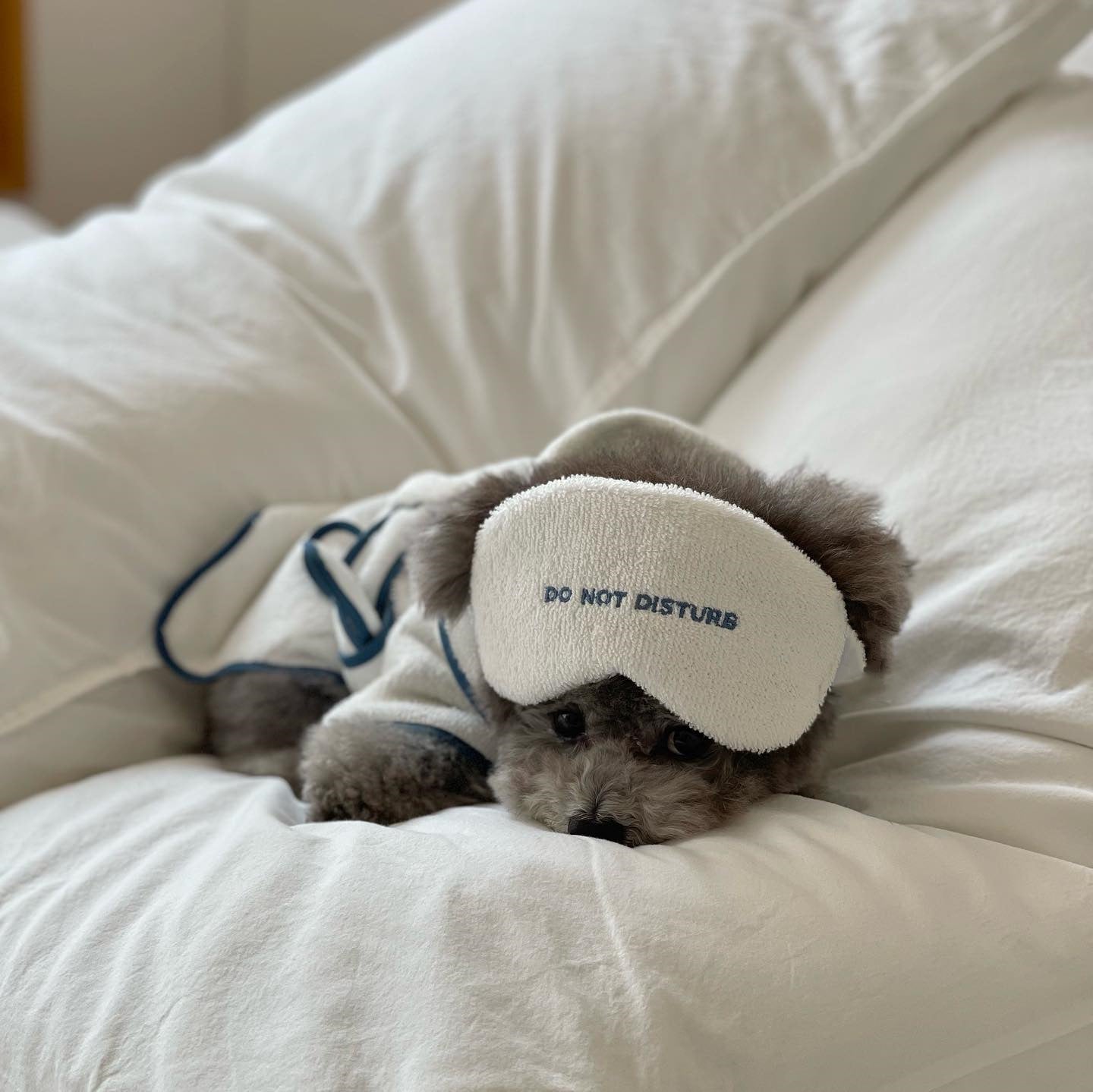 Hotel Style Dog Bathrobe