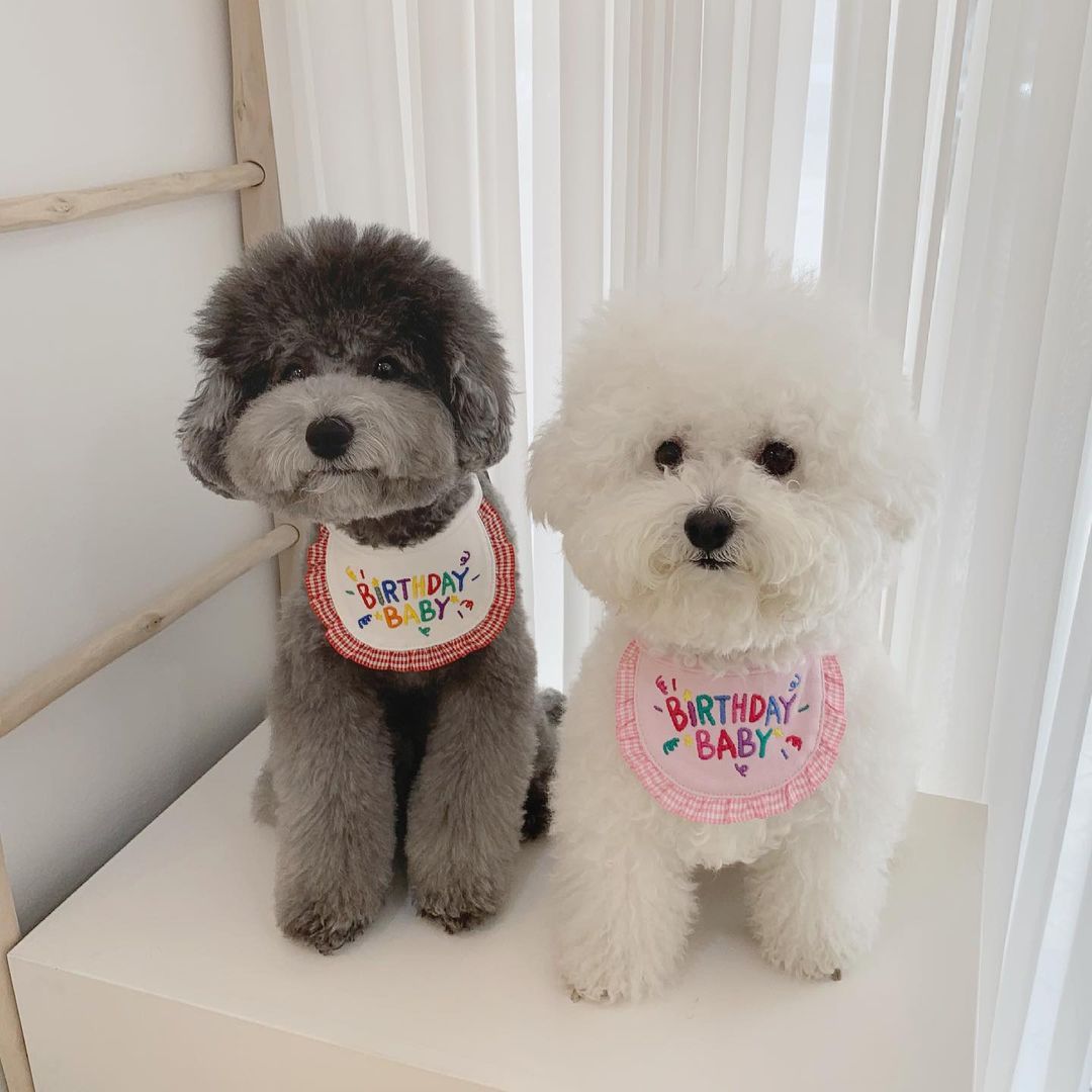 Birthday Embroidered Bandana