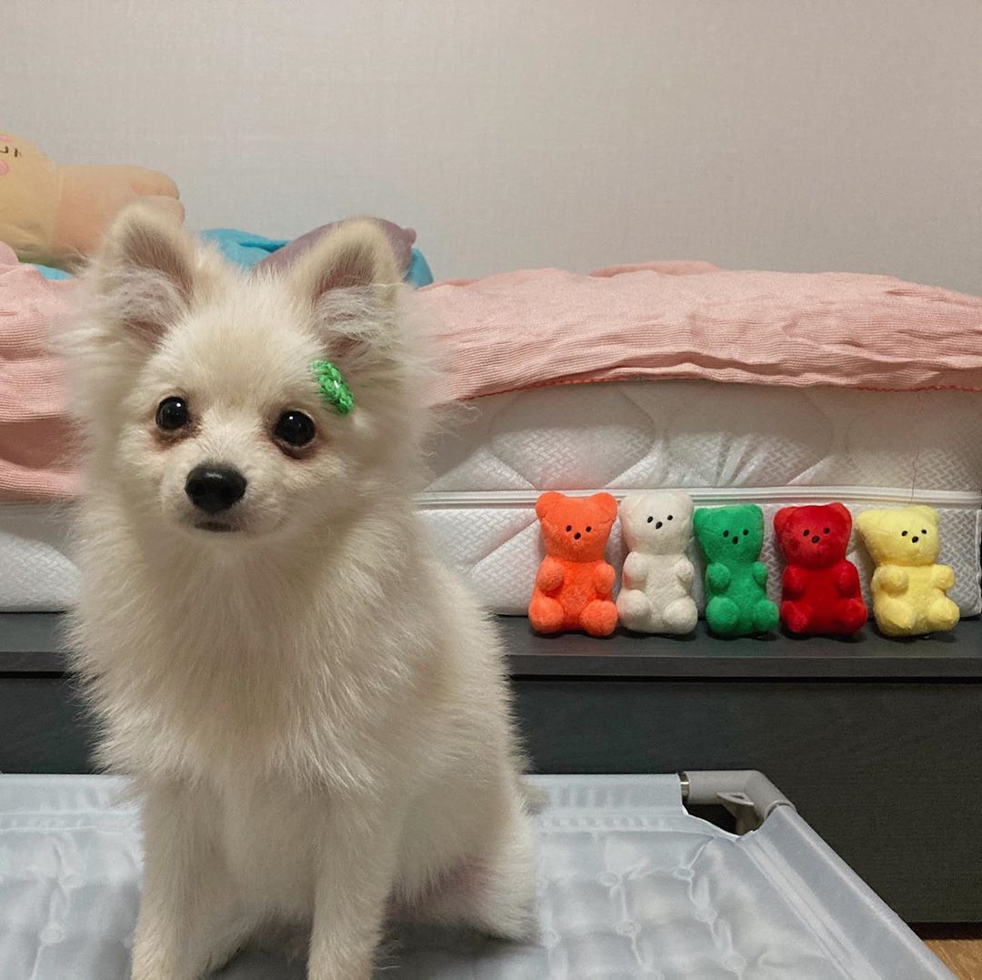 Gummy Bear Toy