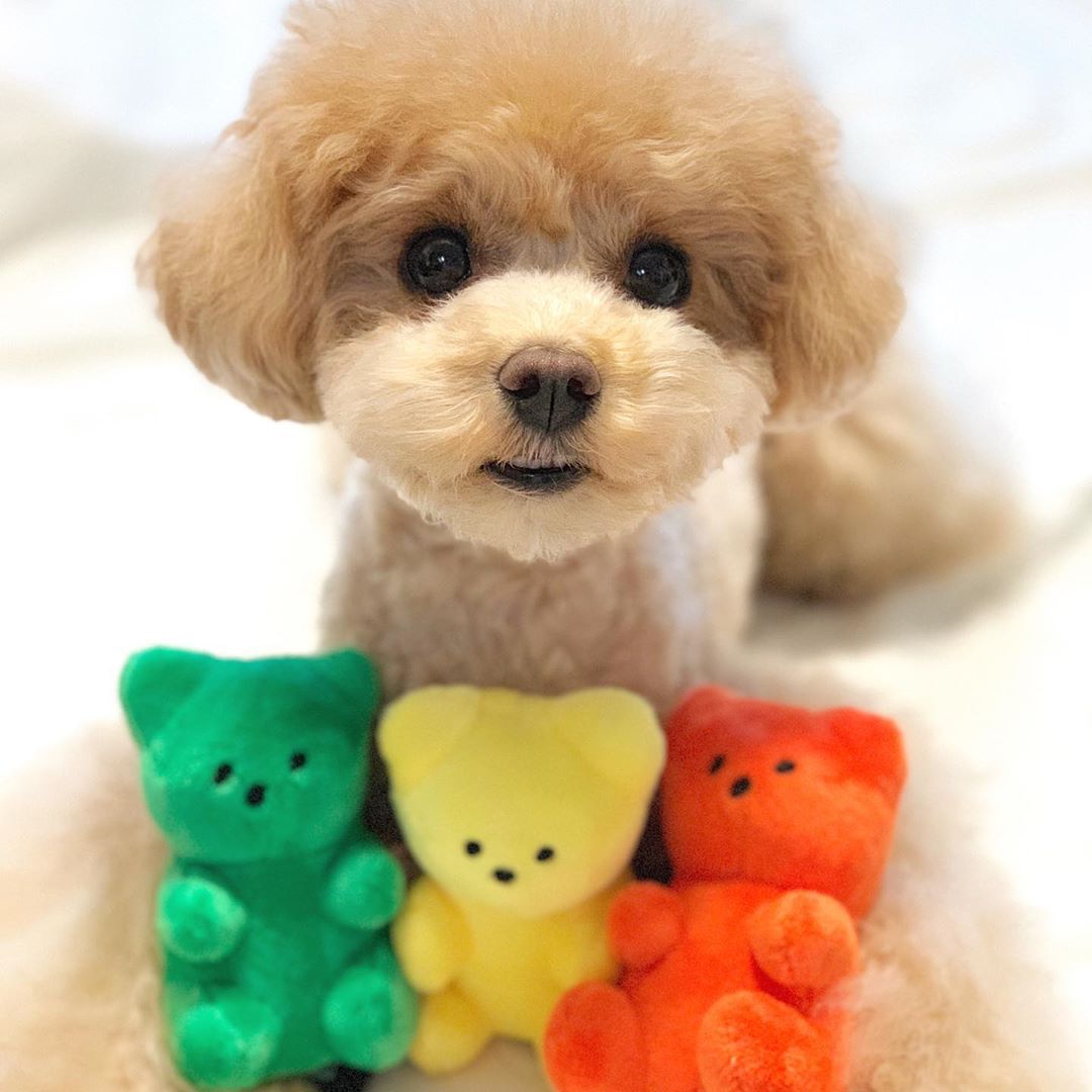 Gummy Bear Toy