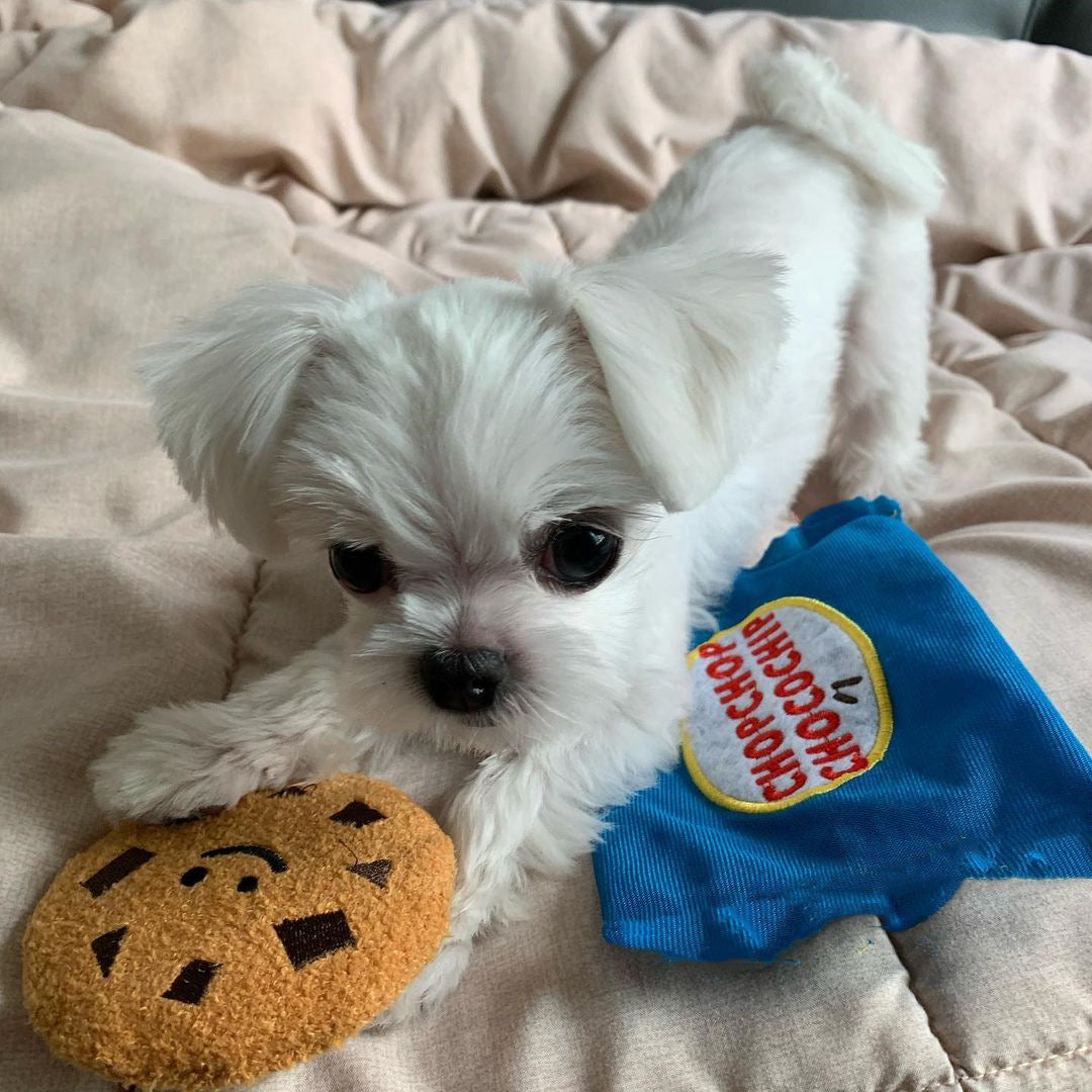 Cookie Squeak & Hide Toy