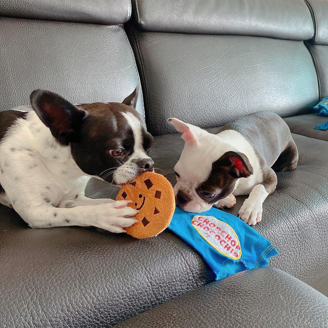 Cookie Squeak & Hide Toy