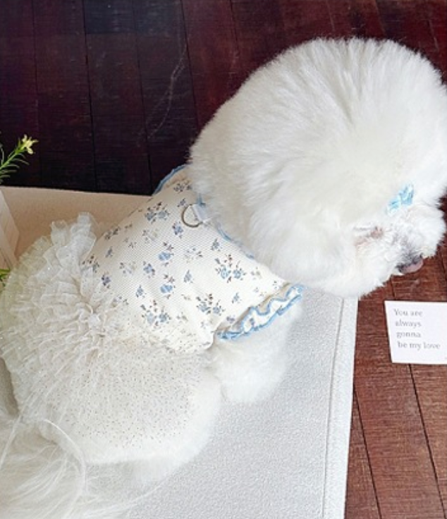 Swan Lake Daily Dress