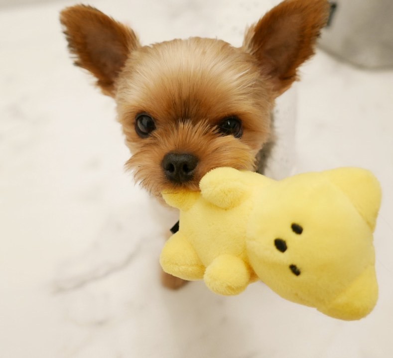 Gummy Bear Toy
